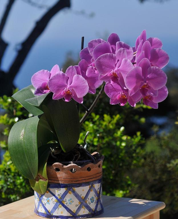Le Ginestre Di Capri Bb & Holiday House Anacapri  Ruang foto