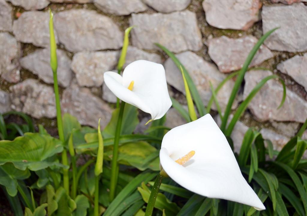 Le Ginestre Di Capri Bb & Holiday House Anacapri  Ruang foto